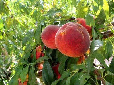 Πάτρα: Το... "ρωσικό εμπάργκο"...