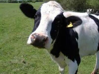 Αυτό κι αν είναι σοκ: Έβαλε κάμερες παρα...