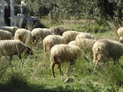 Γιάννενα: 67 πρόβατα έκαναν ... φτερά 
