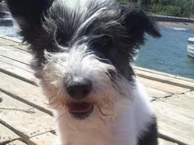 Χάθηκε σκυλάκι στην Αγ. Ανδρέου και Γούν...