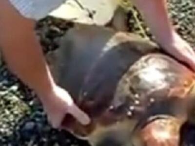 Ελευθέρωσαν χελώνα σε παραλία της Κρήτης- ΒΙΝΤΕΟ