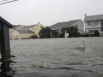 Βρήκαν καρχαρίες στους δρόμους του Νιου Τζέρσεϊ;