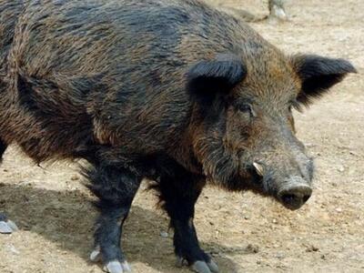 Μεγάλες εκτάσεις καλλιεργειών καταστρέφο...