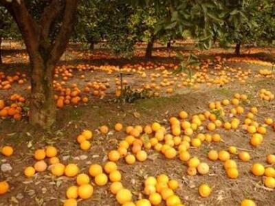 Τραγανό Ηλείας: Έκλεψαν 600 κιλά πορτοκά...