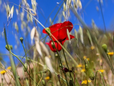 Οι παπαρούνες «ντύνουν» την ύπαιθρο με χρώμα 