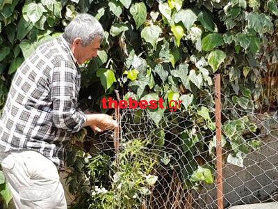 Μπαράζ ζωοκλοπών στα Κρύα Ιτεών - Φόρτωσ...