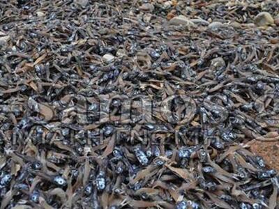 Στα αζήτητα τα νεκρά ψάρια στο Καρλόβασι της Σάμου