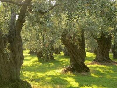 Αχαϊα: Έτοιμη για μηνύσεις η ΕΡΓΟΣΕ για ...