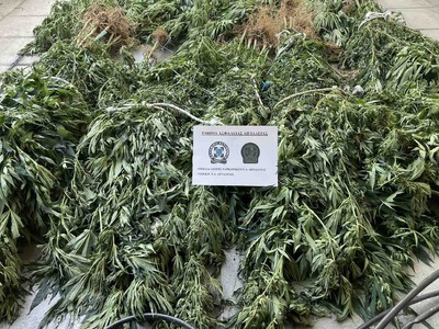 Καλάβρυτα: Είχαν 135 δενδρύλλια κάνναβης  