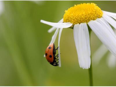 «Το θέμα με την περαίωση δεν είναι οι επ...