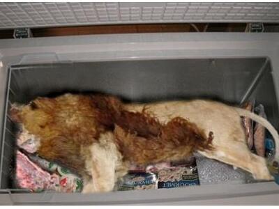  Βρέθηκε νεκρό λιοντάρι σε καταψύκτη εστ...