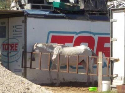 Πάτρα: Δύο άλογα σε διαφορετικά σημεία τ...