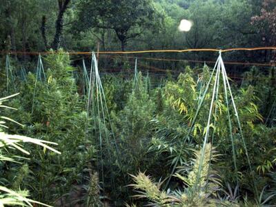 Κρήτη: Συνελήφθη 52χρονη για καλλιέργεια κάνναβης 