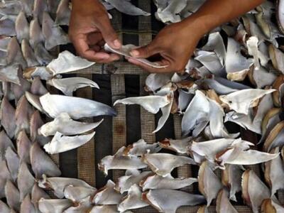 Ισημερινός: Kατέσχεσαν 200.000 πτερύγια καρχαρία