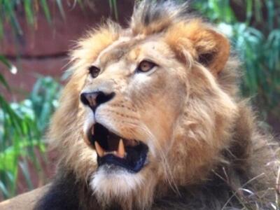 Τα λιοντάρια εξαφανίζονται λόγω του «Νόμ...