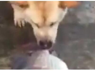 Σκύλος ρίχνει νερό σε ψάρια για να τα σώ...