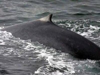 Η γαλάζια φάλαινα με τα... τεράστια σαγόνια
