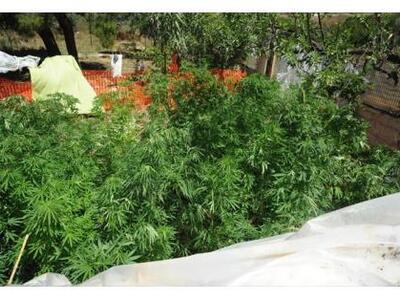 Φυτεία με 78 δενδρύλλια χασίς στην Δυτική Μάνη 