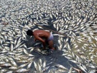 Γέμισε ψάρια ο Αμβρακικός - Έσκισε τα δί...