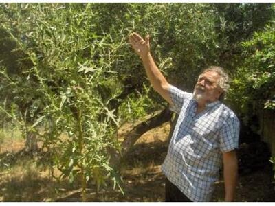 Πάτρα: Άγρια αγκινάρα φύτρωσε στο Μιντιλ...