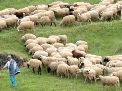 Αχαϊα: Ενημέρωση για τον καταρροϊκό πυρε...