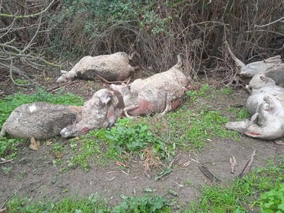 ΦΩΤΟ - ΣΟΚ: ΔΥΤΙΚΗ ΕΛΛΑΔΑ: Κεραυνός εξολόθρευσε κοπάδι με πρόβατα