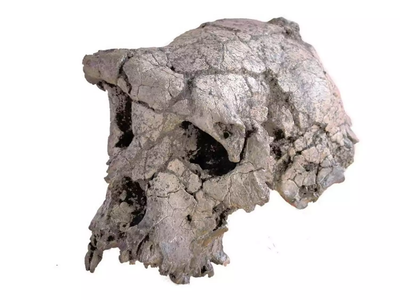 Σαχελάνθρωπος: Ο πρόγονος του ανθρώπου α...