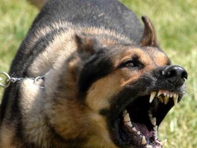 Αιγιάλεια: Σκύλος 54χρονου ξέφυγε και δά...