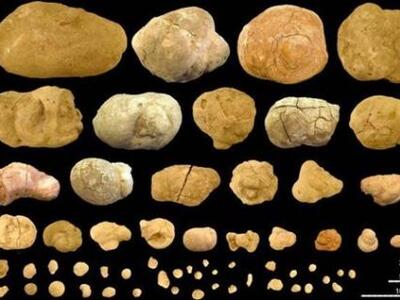 Απολιθωμένος θησαυρός σε προϊστορική «δη...