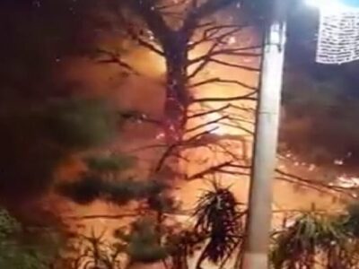 Κορωπί: «Λαμπάδιασε» πεύκο από βεγγαλικά...