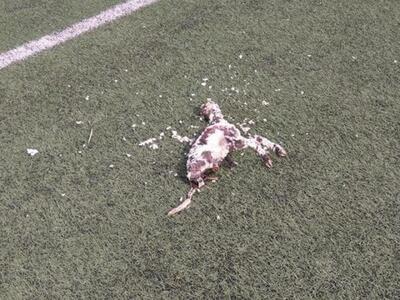 Δικογραφία και έρευνες για τον εντοπισμό...