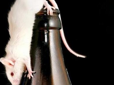 Ανακαλύφθηκε γονίδιο που οδηγεί σε υπερβ...