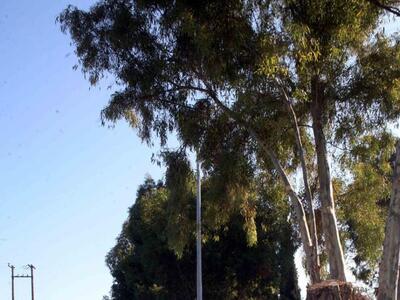 Πάτρα: Τα δένδρα έγιναν ...φυτά εσωτερικ...