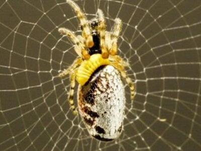 Μυστήριο: Αράχνες ζόμπι υφαίνουν ιστούς ...