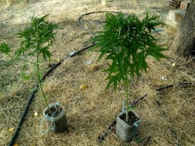 Αιτωλοκαρνανία: Μετέτρεψε την αυλή σε φυ...