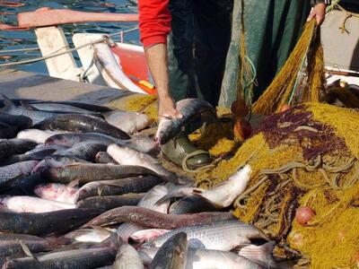 Κάτω Αχαΐα: Κατασχέθηκαν 434 κιλά ψάρια