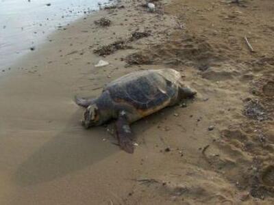 Πρέβεζα: Νεκρή χελώνα καρέτα καρέτα