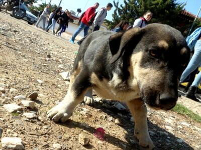 Κουτάβι ταξίδεψε 4.000 χιλιόμετρα μέχρι ...
