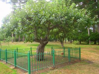 Η μηλιά του Νεύτωνα αποκτά… απογόνους