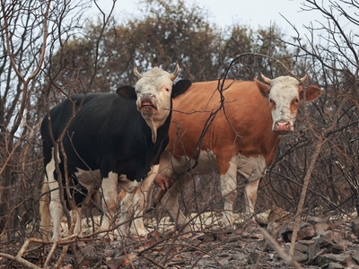 H ζωή στα καμμένα