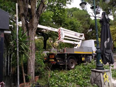 Πάτρα: Κλαδεύουν τα δέντρα περιμετρικά τ...