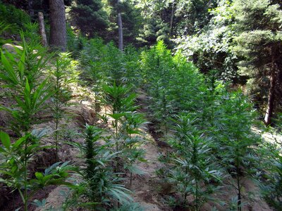 Χασισοφυτεία στη Δίβρη: Εντυπωσιακή αερο...