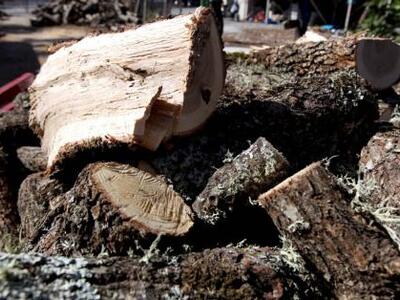 Αχαΐα: Δέντρα με ...ονοματεπώνυμο! Οι λα...