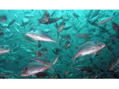 Έκλεψαν 70 κιλά τσιπούρες!