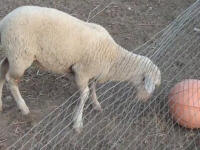 Δυτική Ελλάδα: Αρνάκι παίζει ... ποδόσφα...