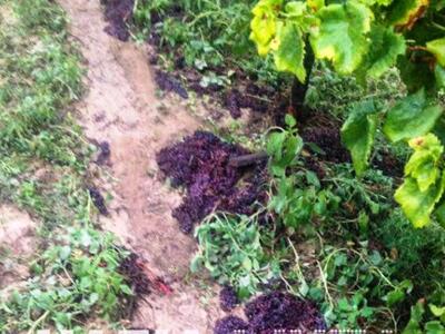 Ηλεία: Τεράστια καταστροφή για την πλειο...