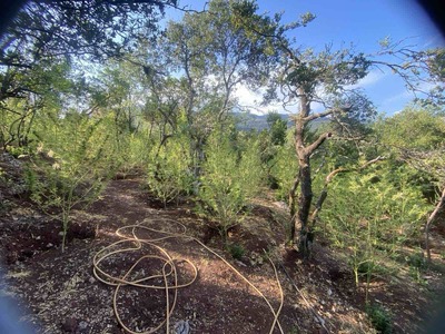 Μεγάλη φυτεία κάνναβης εντοπίστηκε σε δα...