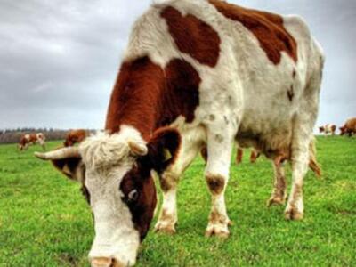 Ηλεία: Έφθασε μέχρι τα 94 για να τη σκοτ...