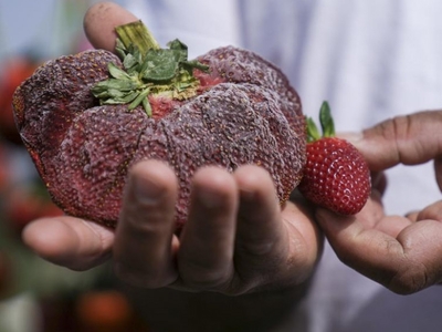Ισραήλ: Τεράστια φράουλα μπήκε στο Γκίνες!- ΦΩΤΟ