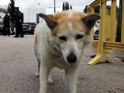 Βαριά καταδίκη σε οδηγό που παρέσυρε και...